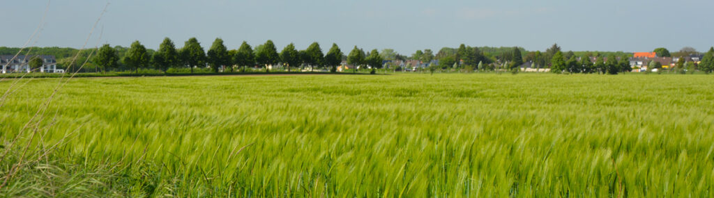 Blick auf ein grünes Kornfeld unter blauem Himmel